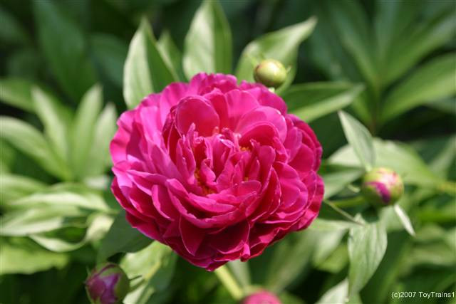 peony-2007-04