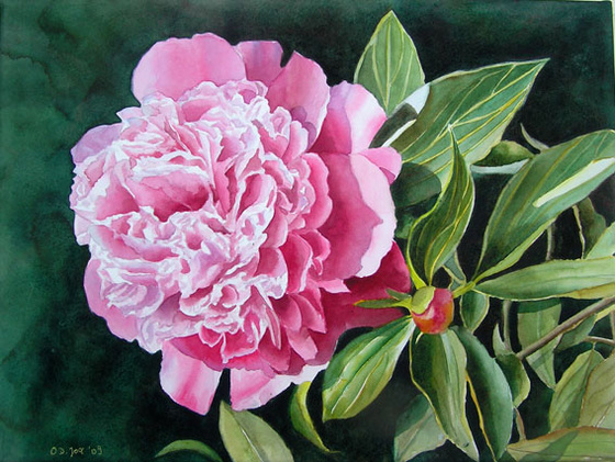 pink-peony-12x16