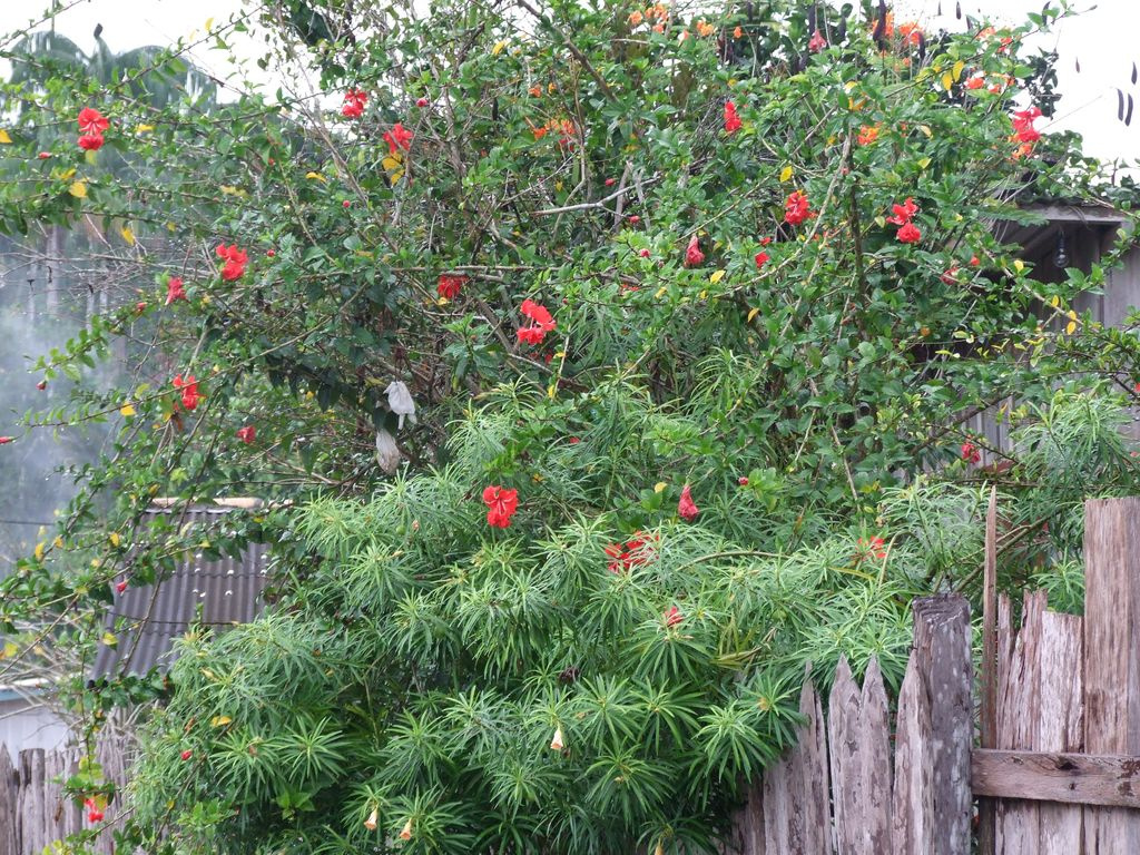 hibiszkusz