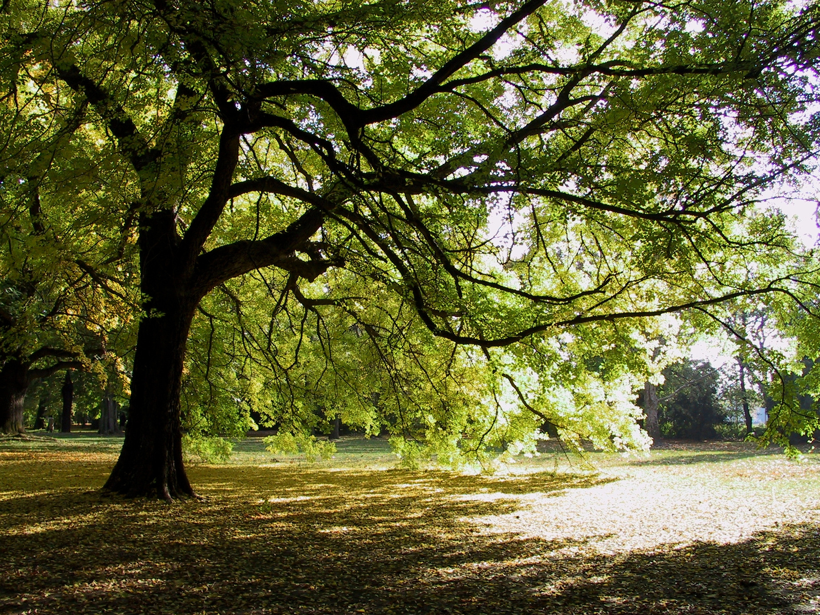 Beauty of a Tree