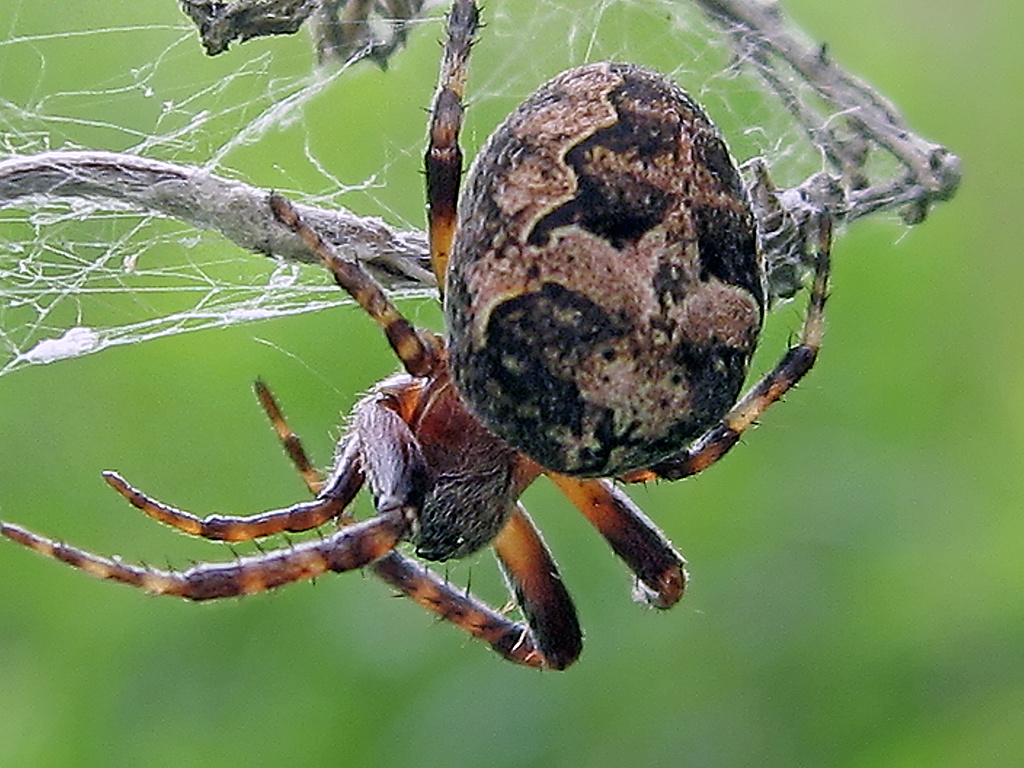 Hanging spider / Lógó pók