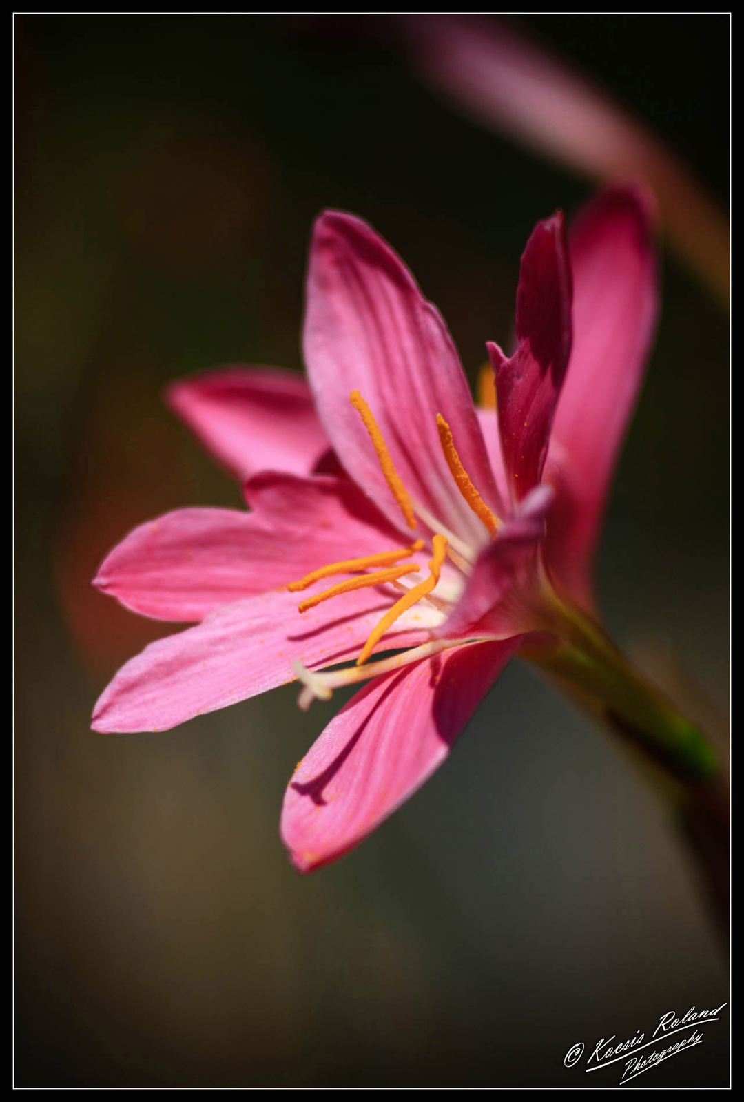 Zephyrauthes grandiflora