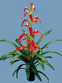 guzmania wittmackii hybrid