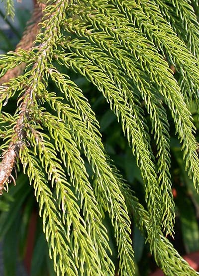 Araucaria.heterophylla2