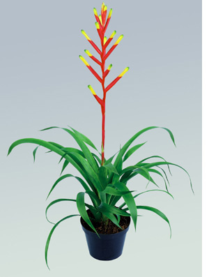 guzmania dissitiflora