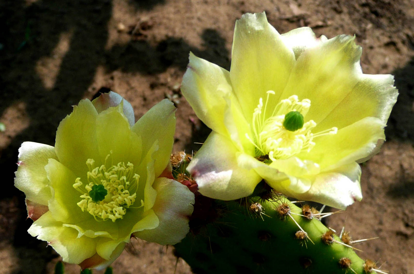 Opuntia sulfurea