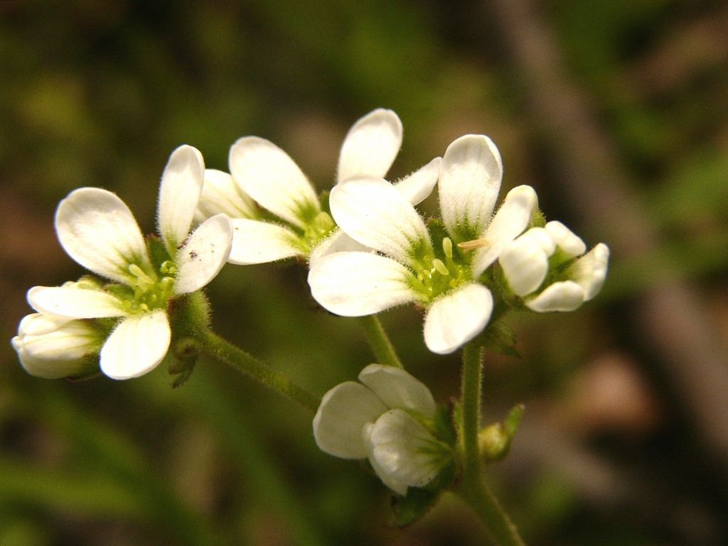 almafa virága