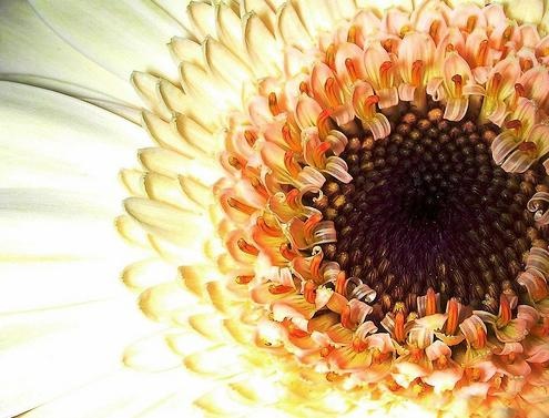 Beige gerbera (Graca Vargas)