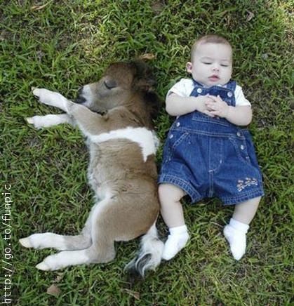 donkey and baby