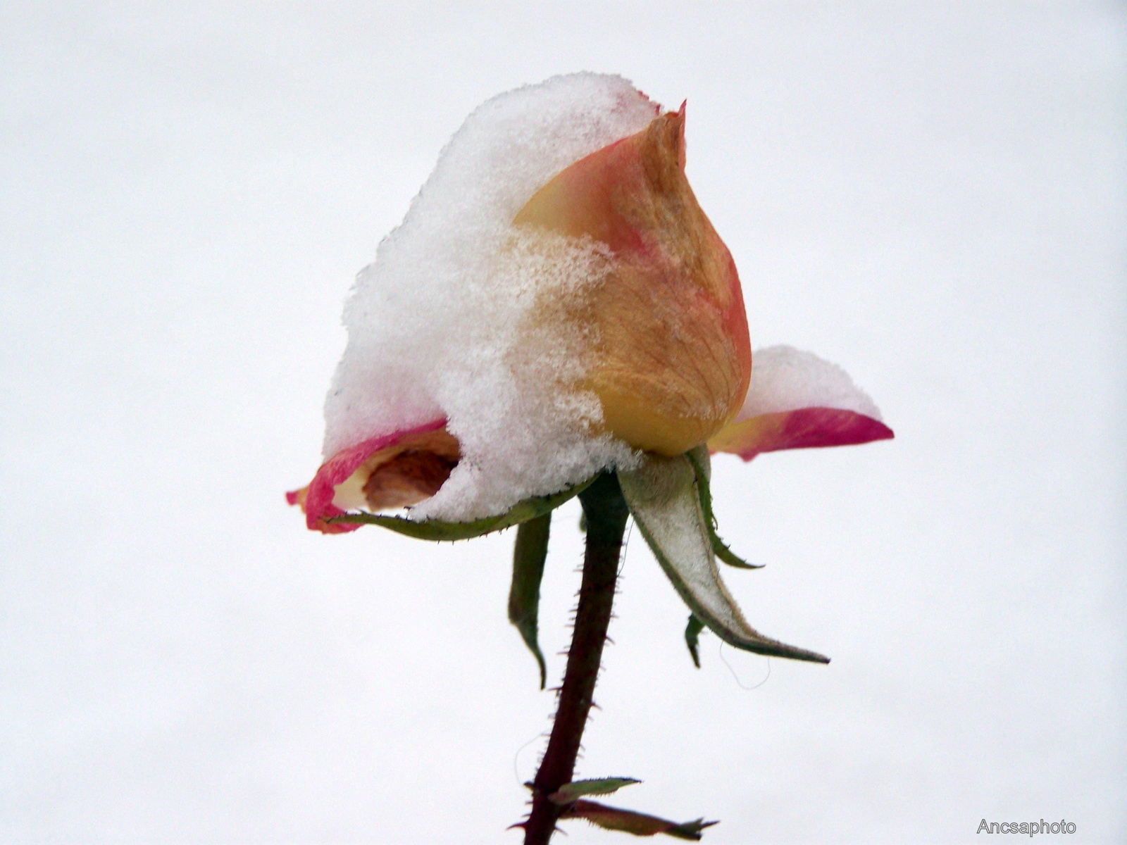 Havas rózsa