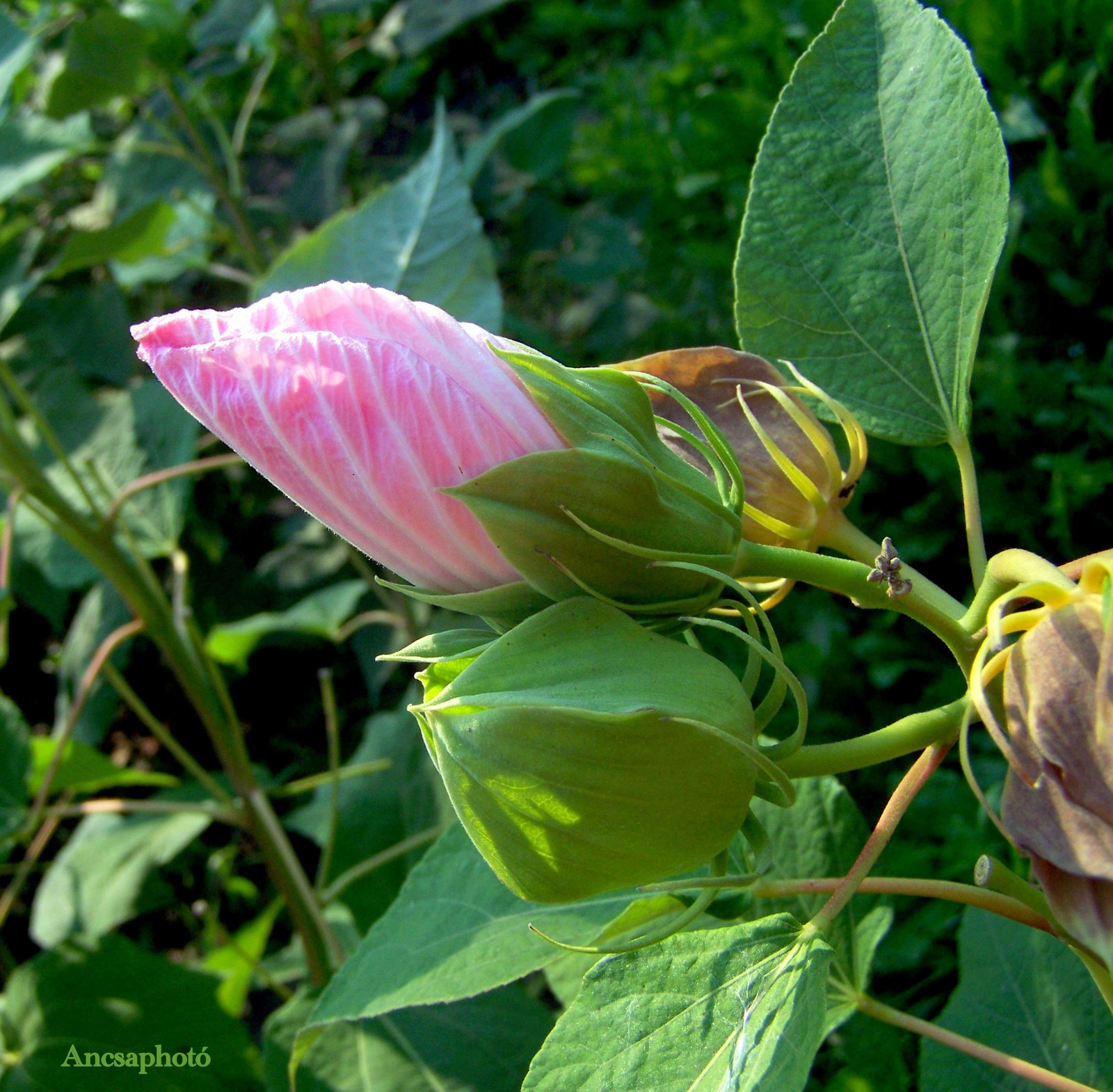 Mocsári Hibiszkusz bimbó