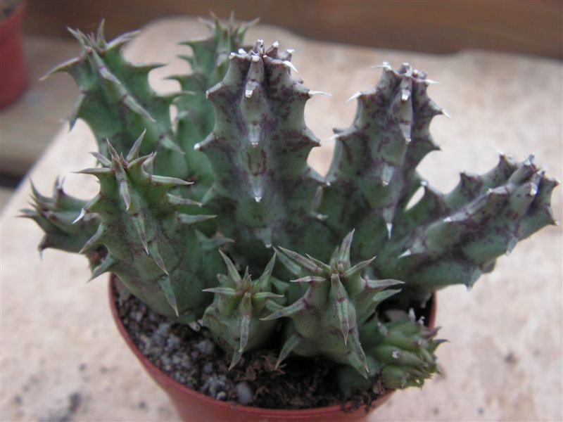 Huernia yemenensis