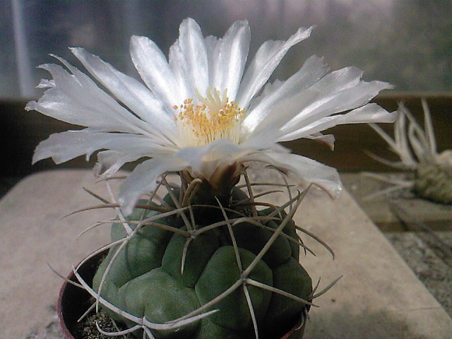 Thelocactus hexaedrophorus