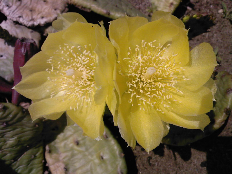 Opuntia compressa