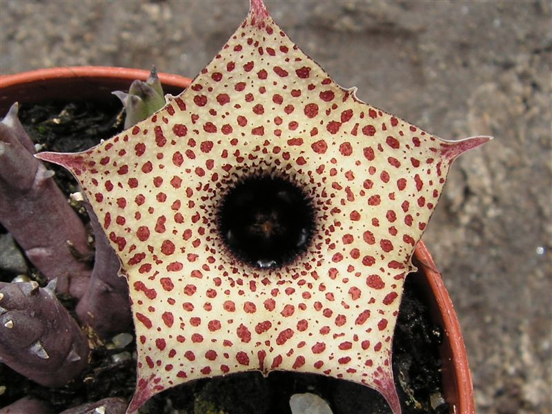 Huernia occulta