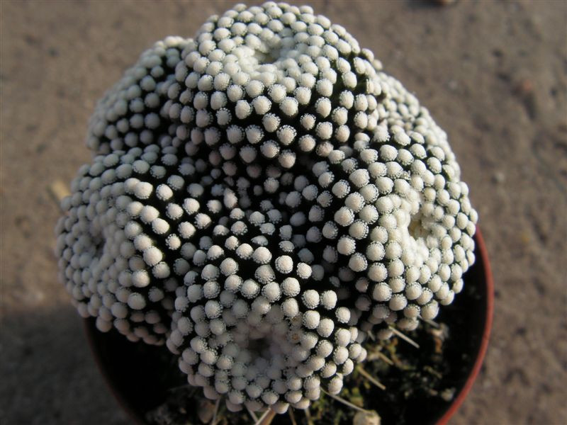 Mammillaria luethyi