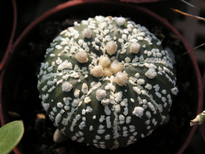 Astrophytum asterias cv. superkabuto