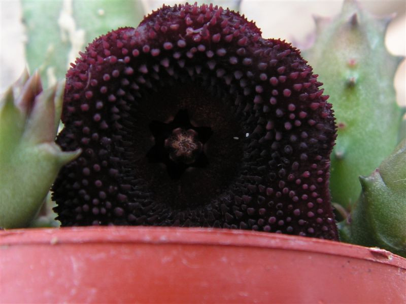 Huernia barbata