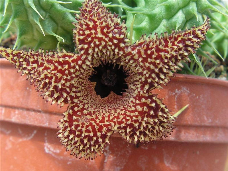 Huernia pillansii