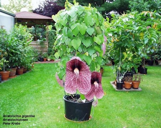 aristolochia gigantea