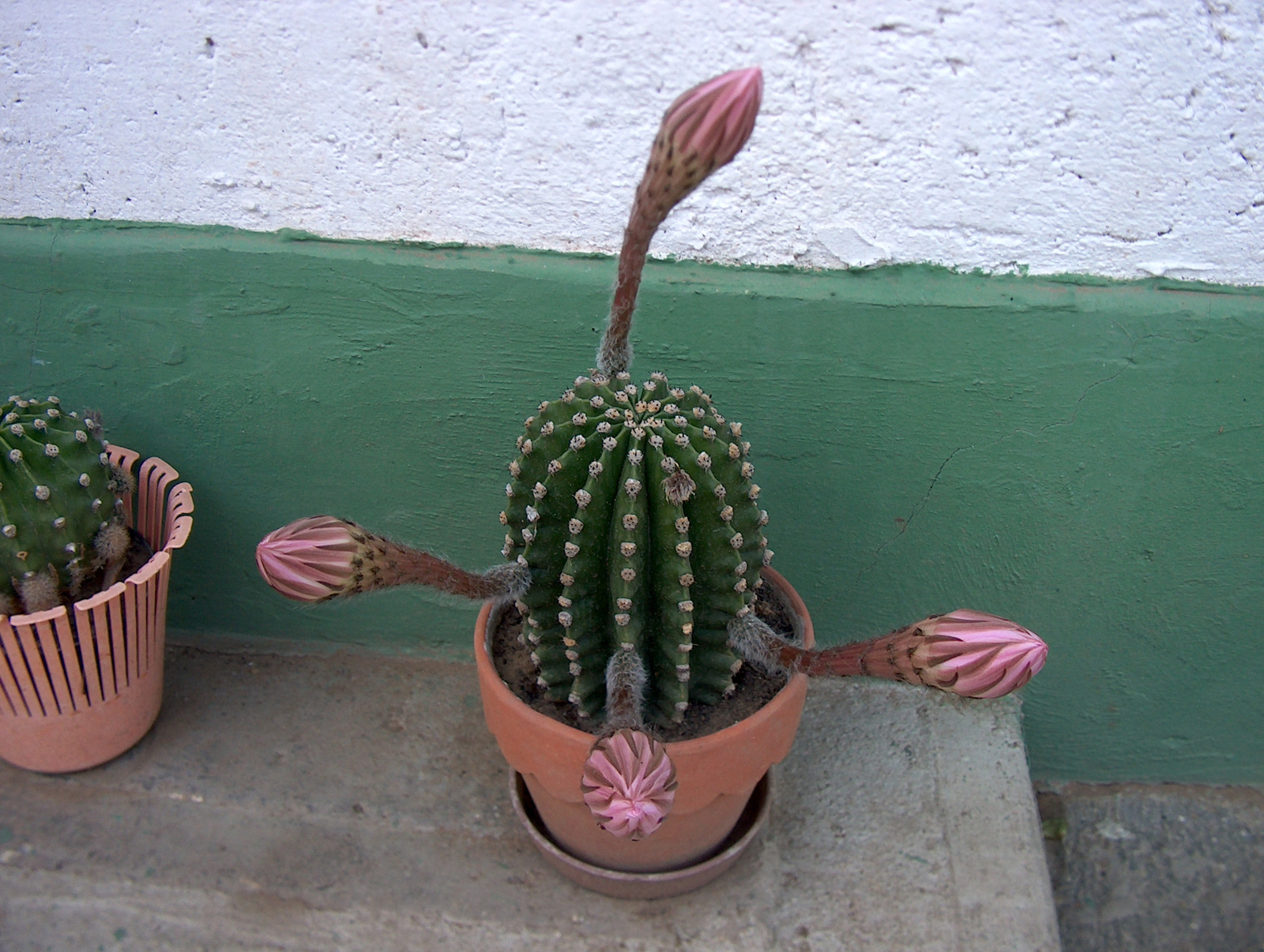 Kaktusz Klárinál (1)