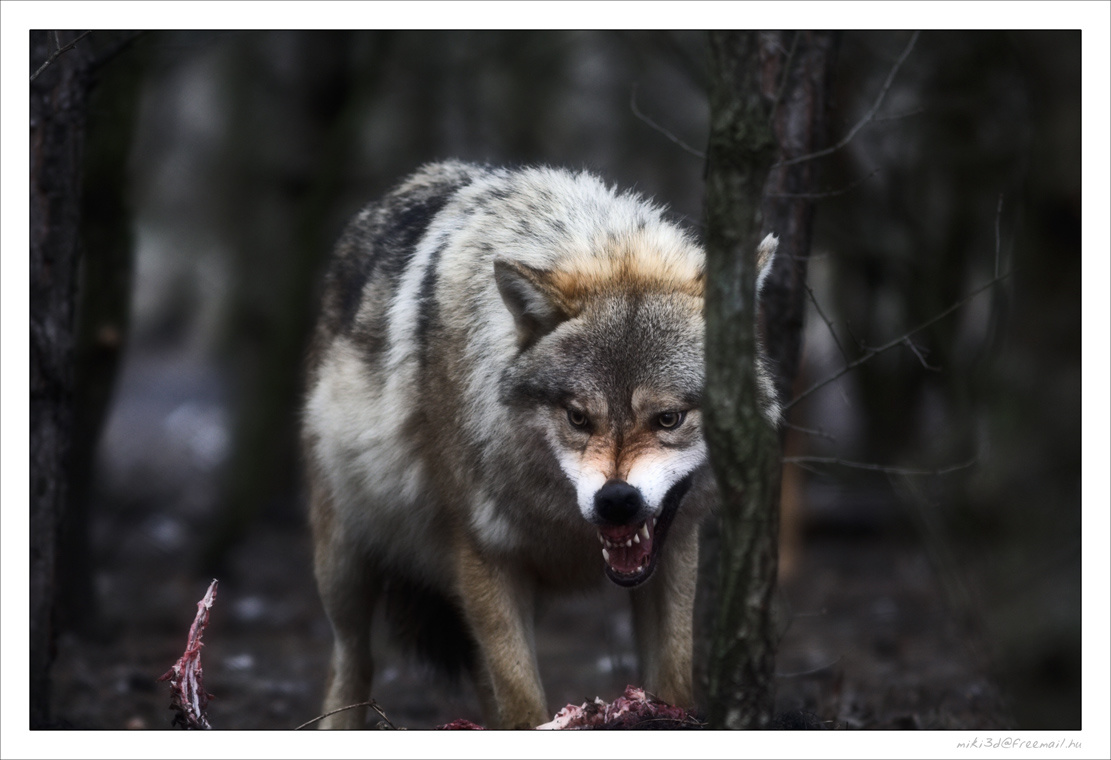 Wolf 04
