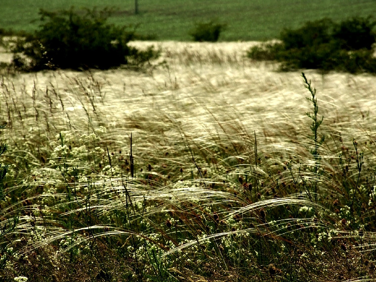 'Fields of gold'